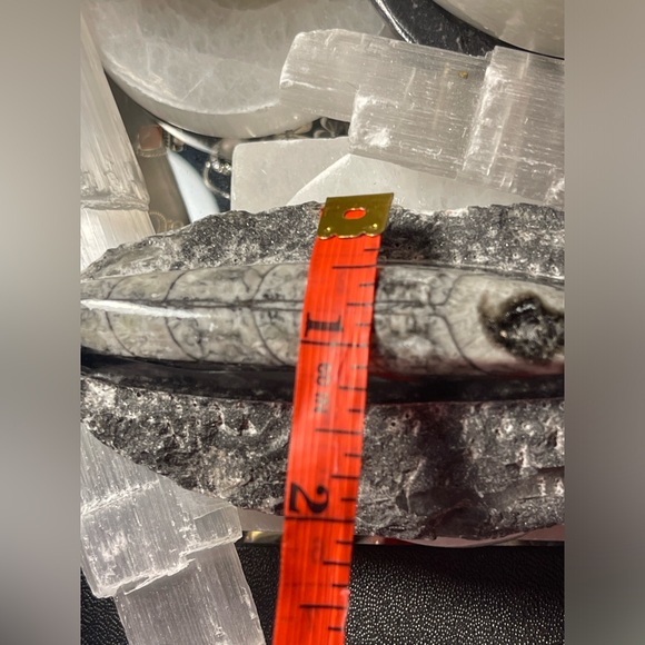 Authentic orthoceras fossils preserved in a rock matrix - Picture 7 of 12